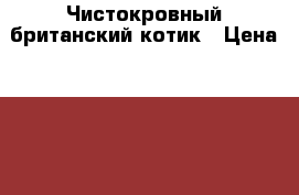 Чистокровный британский котик › Цена ­ 12 000 - Ленинградская обл., Санкт-Петербург г. Животные и растения » Кошки   